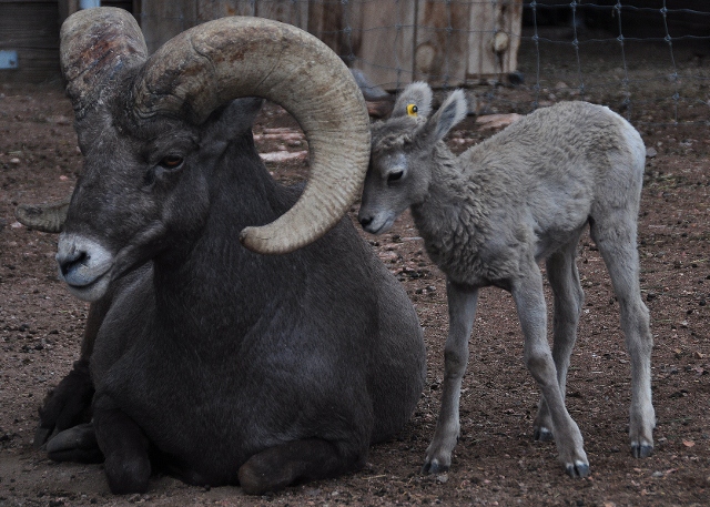 bighorn sheep